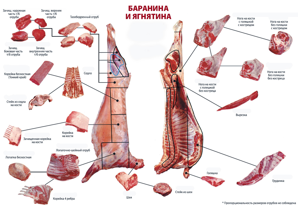 Реферат: Всё про баранину